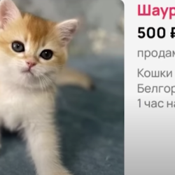 Автор